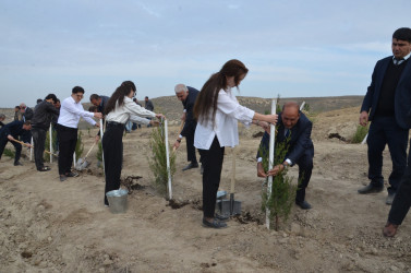 Qazaxda 8 Noyabr – Zəfər Gününün beşinci ildönümünə həsr olunmuş ağacəkmə aksiyası keçirilib 05.11.2025