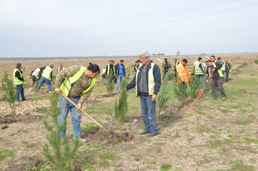 Qazaxda 8 Noyabr – Zəfər Gününün beşinci ildönümünə həsr olunmuş ağacəkmə aksiyası keçirilib 05.11.2025