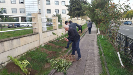 Qazaxda 8 Noyabr – Zəfər Gününün beşinci ildönümünə həsr olunmuş ağacəkmə aksiyası keçirilib 05.11.2025