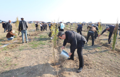 Qazaxda “Konstitusiya və Suverenlik İli” ilə əlaqədar ağacəkmə aksiyası keçirilib 11.03.2025