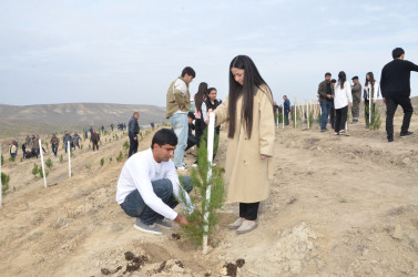 Qazaxda 8 Noyabr – Zəfər Gününün beşinci ildönümünə həsr olunmuş ağacəkmə aksiyası keçirilib 05.11.2025
