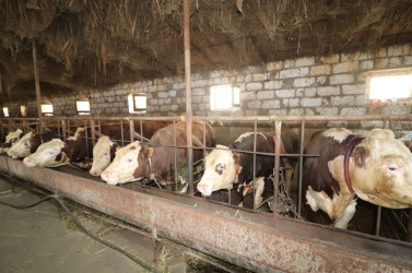 Qazaxda 2026-2030-cu illər üçün Dövlət Proqramının icrası ilə bağlı rayonun kəndlərində aqroparka və iri fermer təsərrüfatlarına baxış keçirilib 15.09.2026