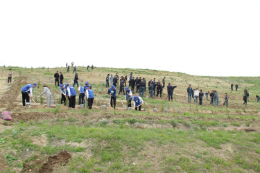 Qazaxda “Şəhərsalma və Memarlıq İli” ilə əlaqədar növbəti ağacəkmə aksiyası keçirilib 17.04.2026