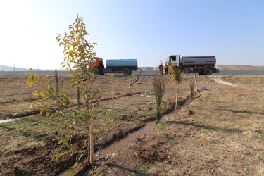 Qazaxda “Konstitusiya və Suverenlik İli” ilə əlaqədar ağacəkmə aksiyası keçirilib 11.03.2025