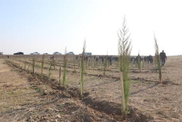 Qazaxda “Konstitusiya və Suverenlik İli” ilə əlaqədar ağacəkmə aksiyası keçirilib 11.03.2025