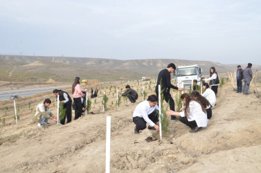 Qazaxda 8 Noyabr – Zəfər Gününün beşinci ildönümünə həsr olunmuş ağacəkmə aksiyası keçirilib 05.11.2025