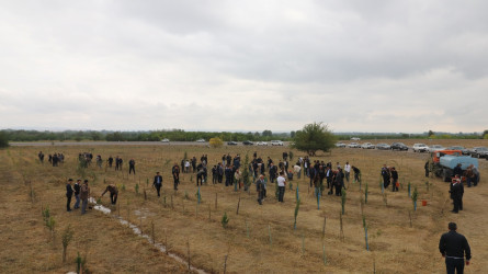 Qazaxda 27 Sentyabr - Anım Günü ilə əlaqədar Vətən müharibəsi şəhidlərinin xatirəsinə həsr olunmuş ağacəkmə aksiyası keçirilib 18.09.2025