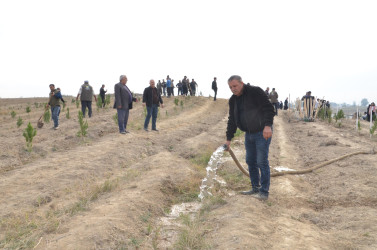 Qazaxda 8 Noyabr – Zəfər Gününün beşinci ildönümünə həsr olunmuş ağacəkmə aksiyası keçirilib 05.11.2025