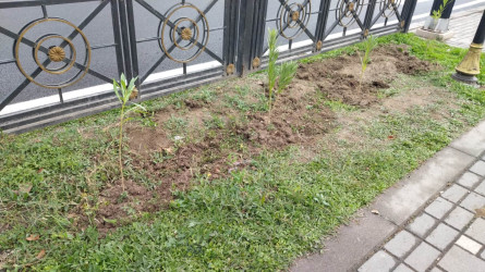 Qazaxda 8 Noyabr – Zəfər Gününün beşinci ildönümünə həsr olunmuş ağacəkmə aksiyası keçirilib 05.11.2025