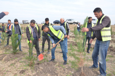 Qazaxda 8 Noyabr – Zəfər Gününün beşinci ildönümünə həsr olunmuş ağacəkmə aksiyası keçirilib 05.11.2025